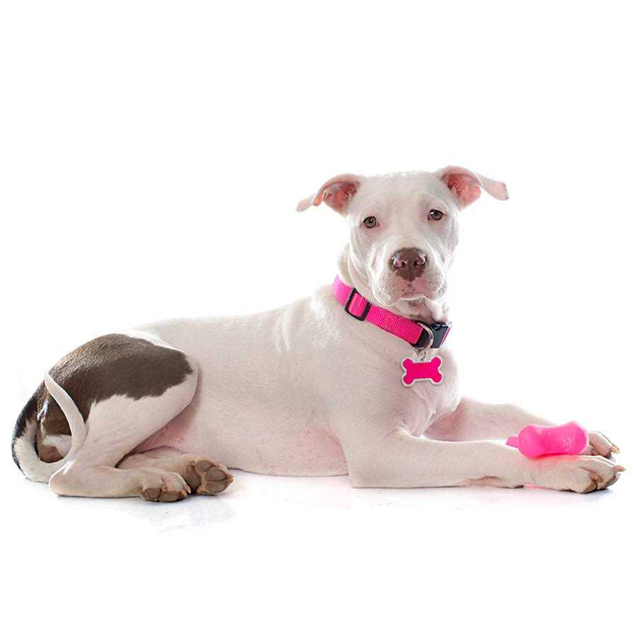 Personalized Dog ID Tag V221966