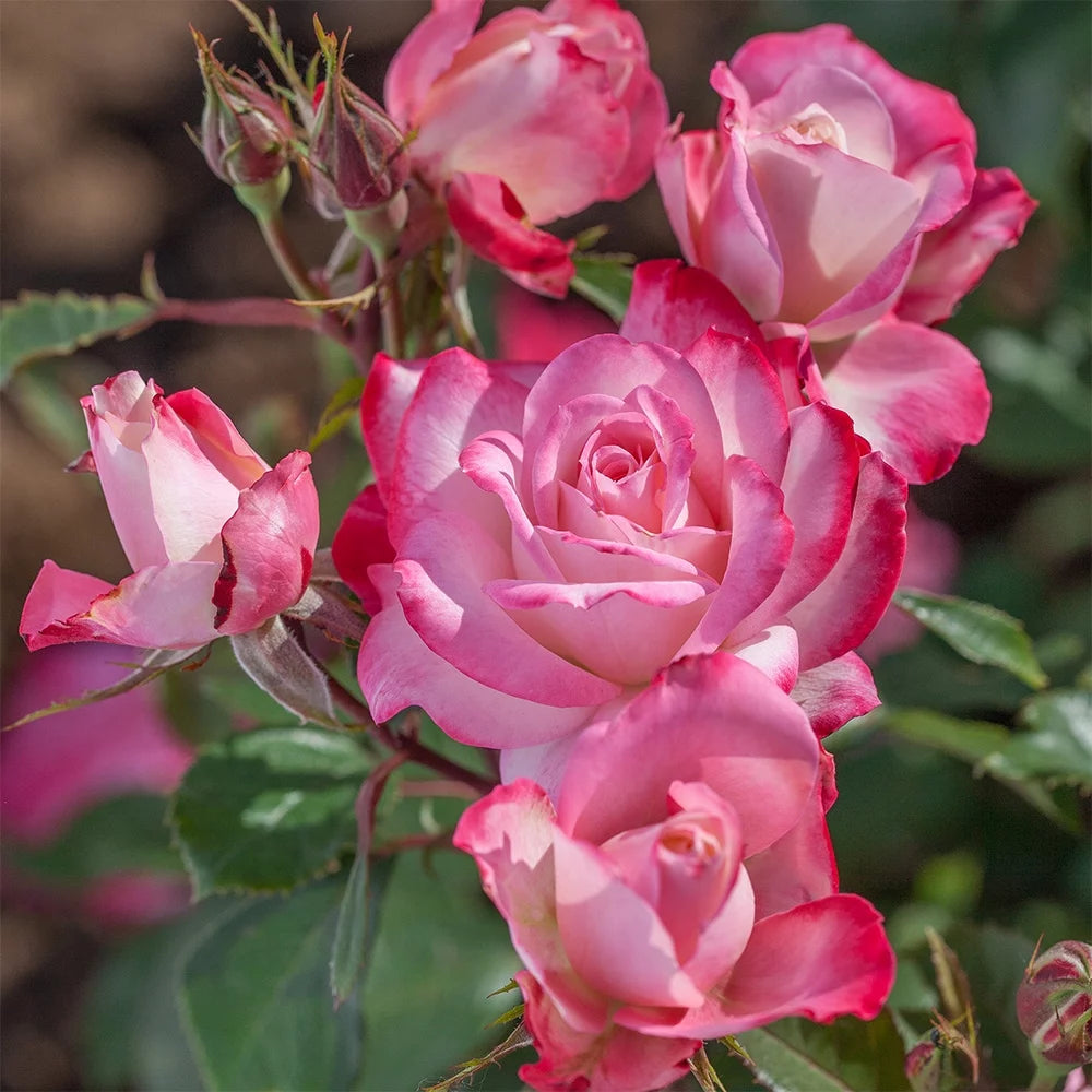 Live Plant Pink Flowers L456385