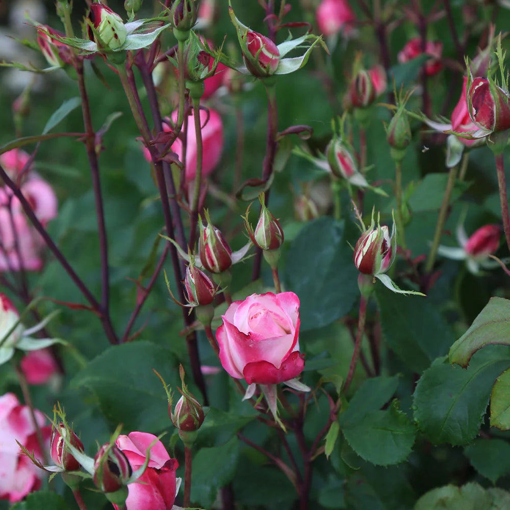 Live Plant Pink Flowers L456385