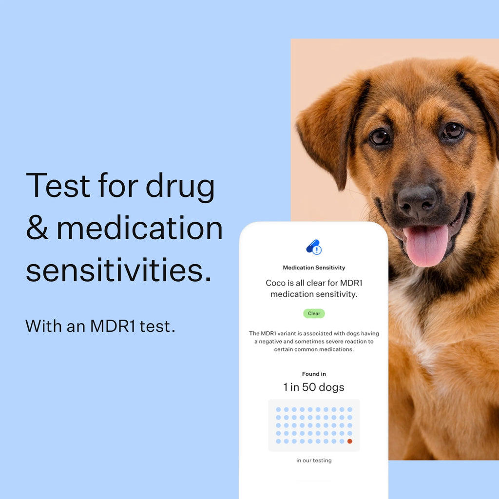 Dog Breed Discovery DNA Test Kit L522978