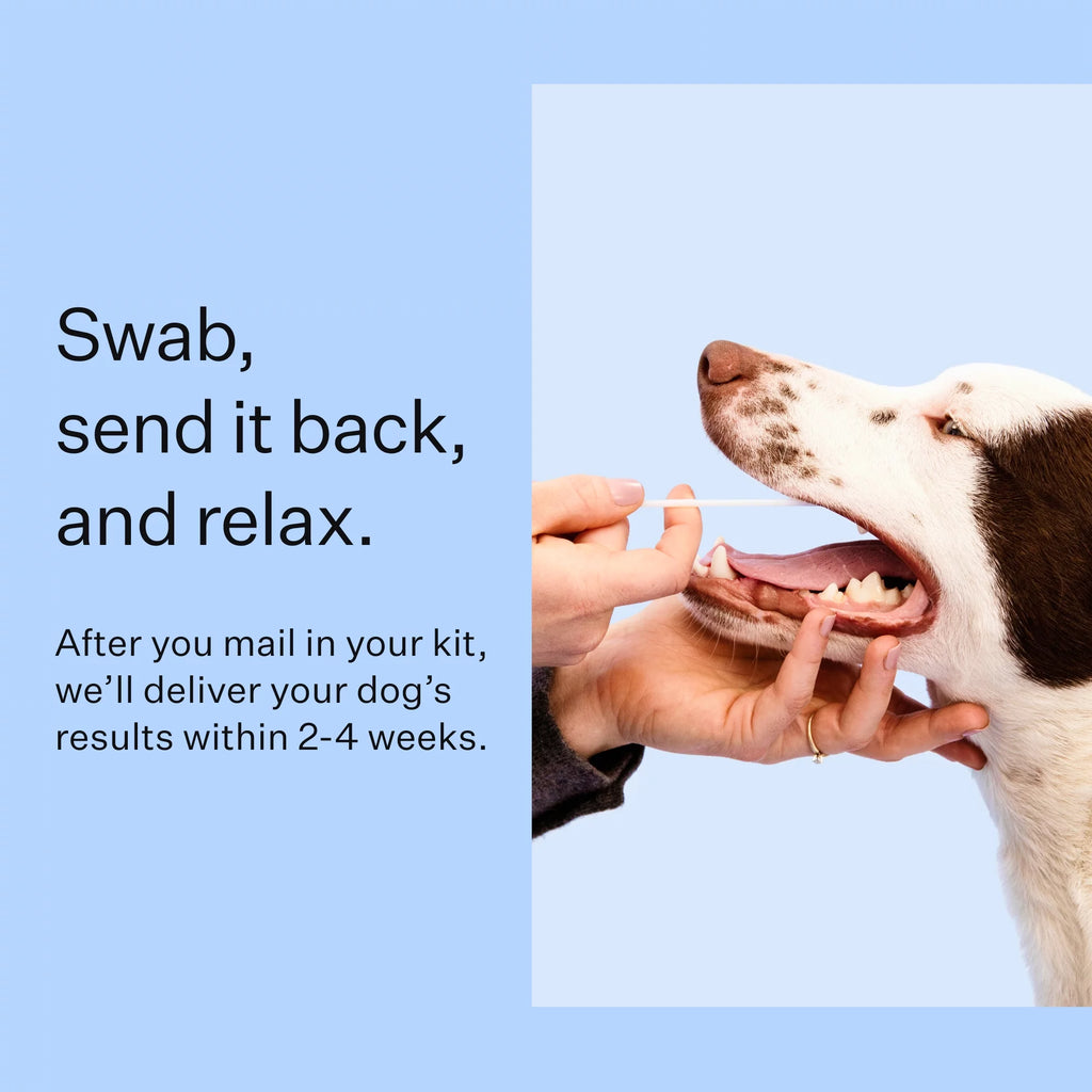 Dog Breed Discovery DNA Test Kit L522978