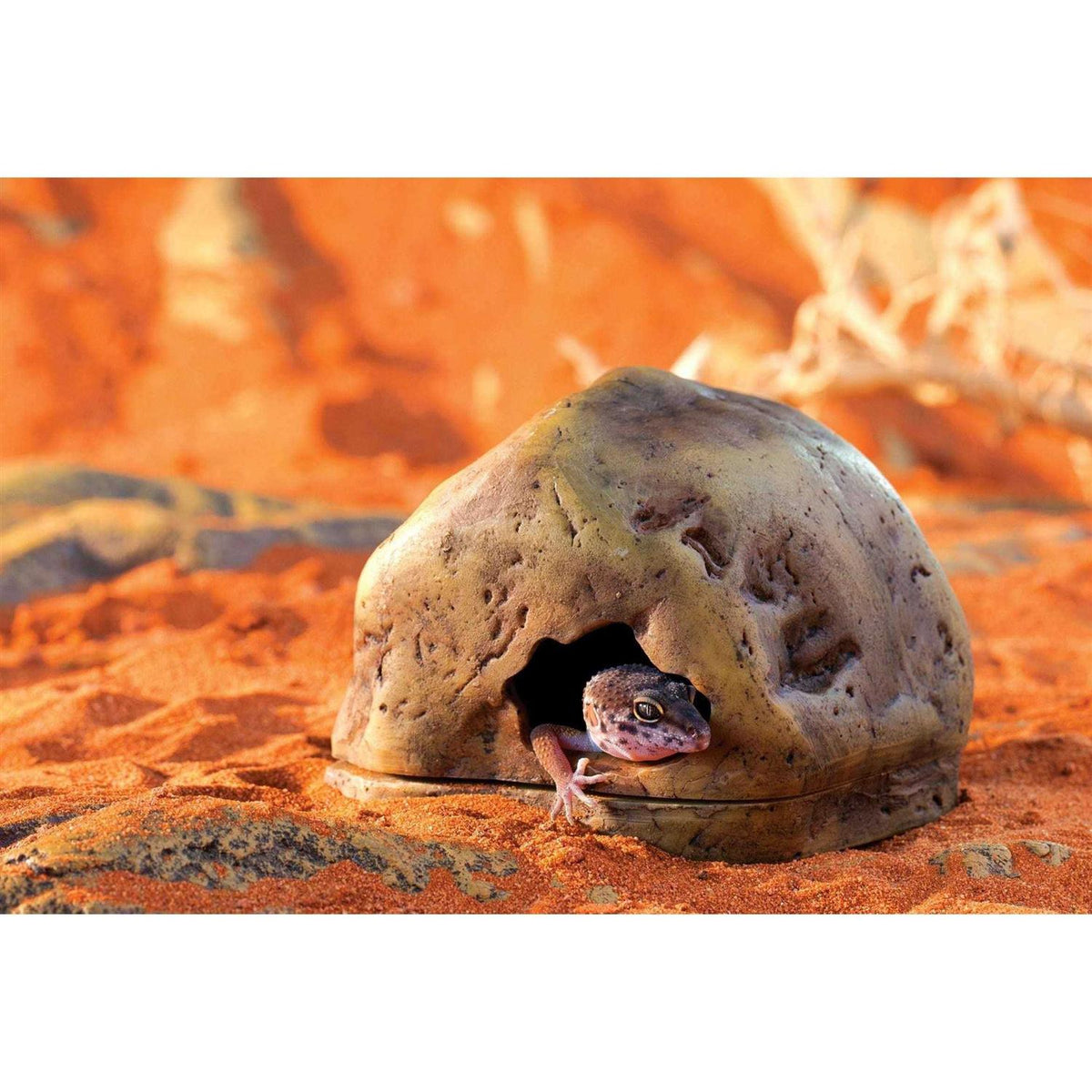 Gecko Cave T318485