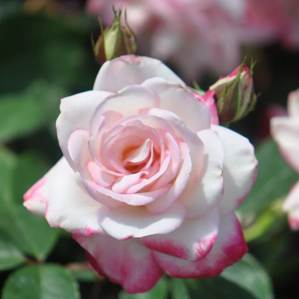 Live Plant Pink Flowers L456385