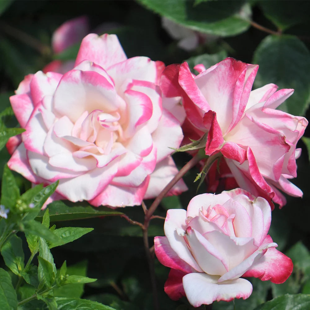 Live Plant Pink Flowers L456385