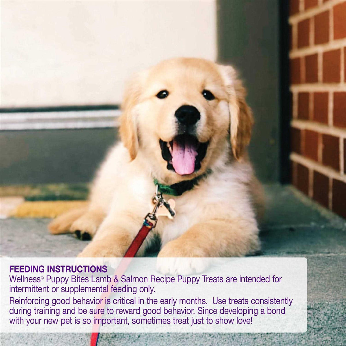 Dog Treats H203179