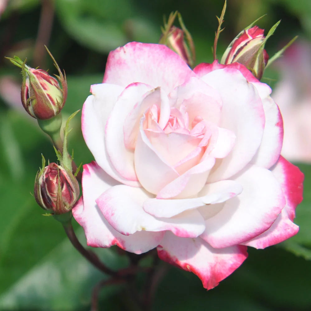 Live Plant Pink Flowers L456385